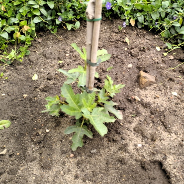 Update vom 29. Juni 2021